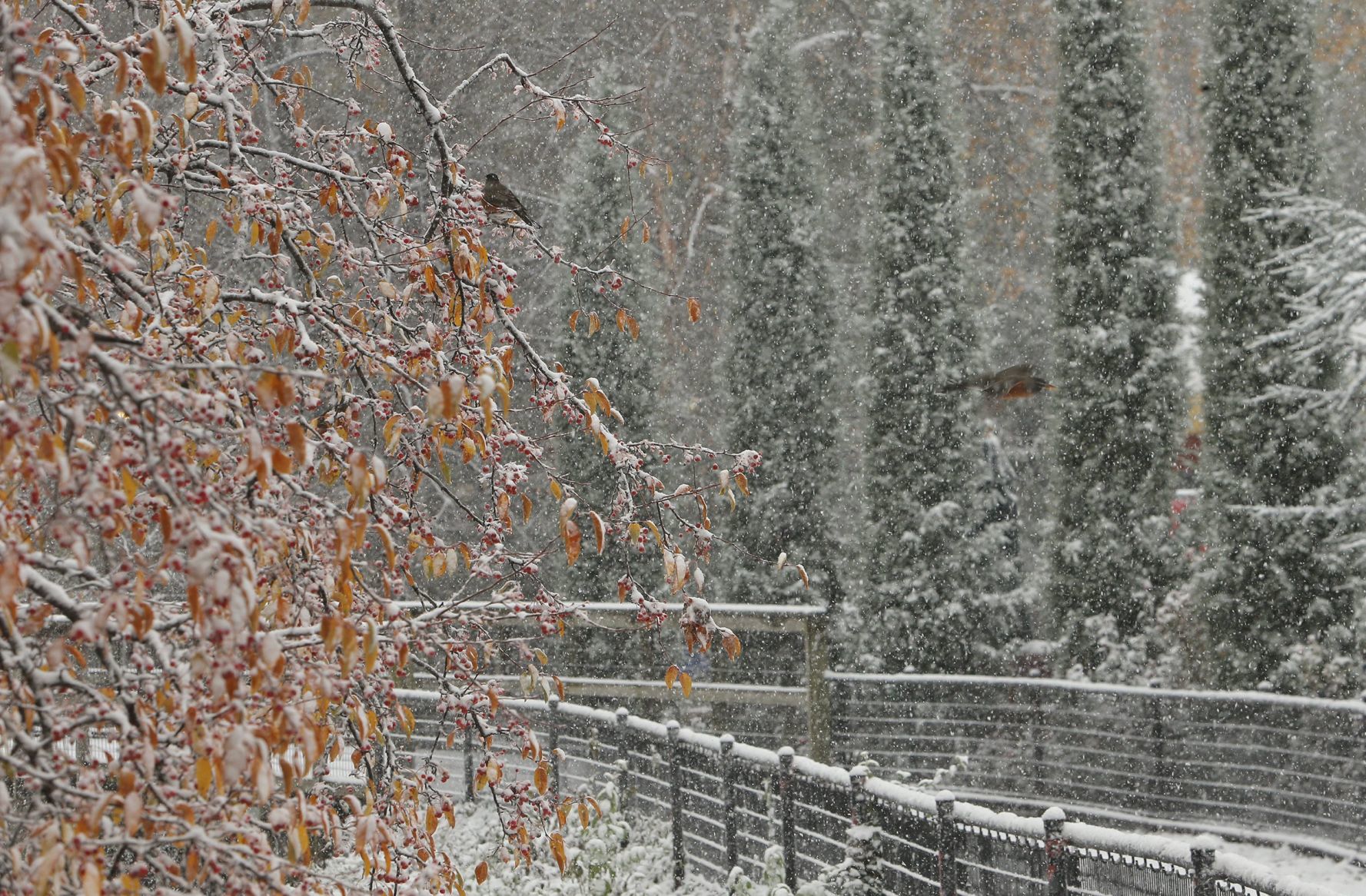 First snow covers the Zoo